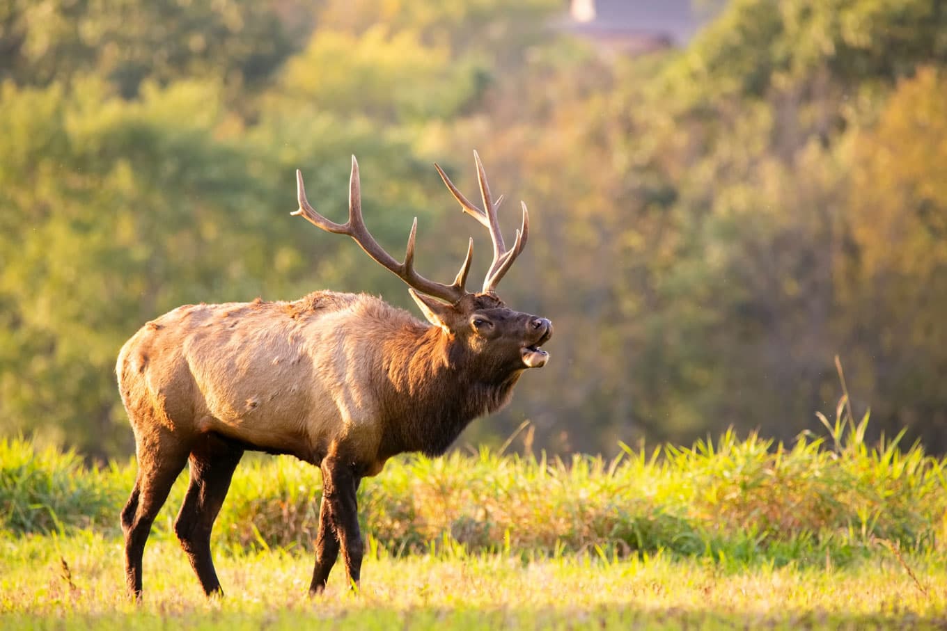 Elk Image