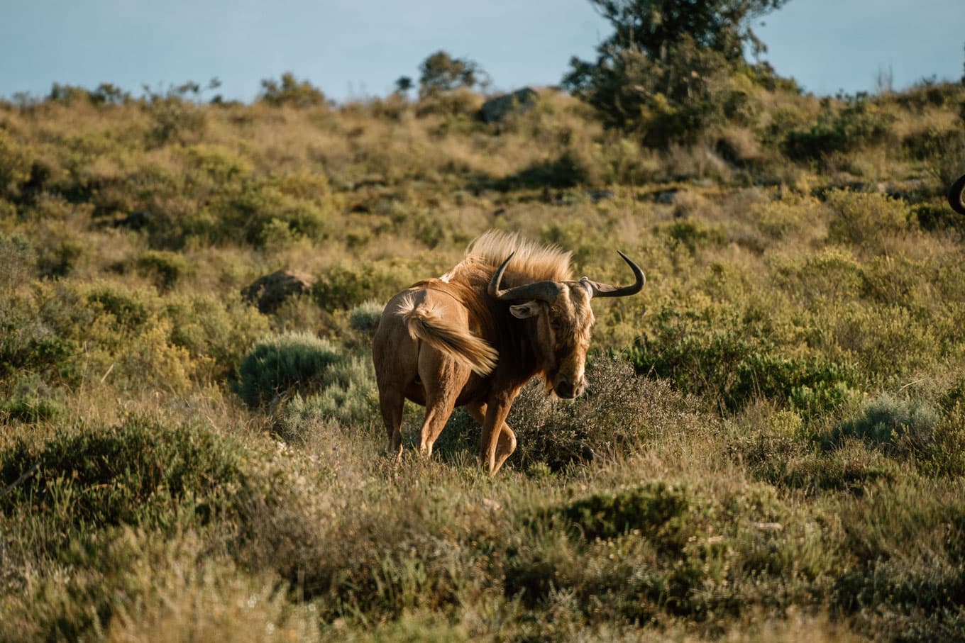 golden wildebeast standing in the grass